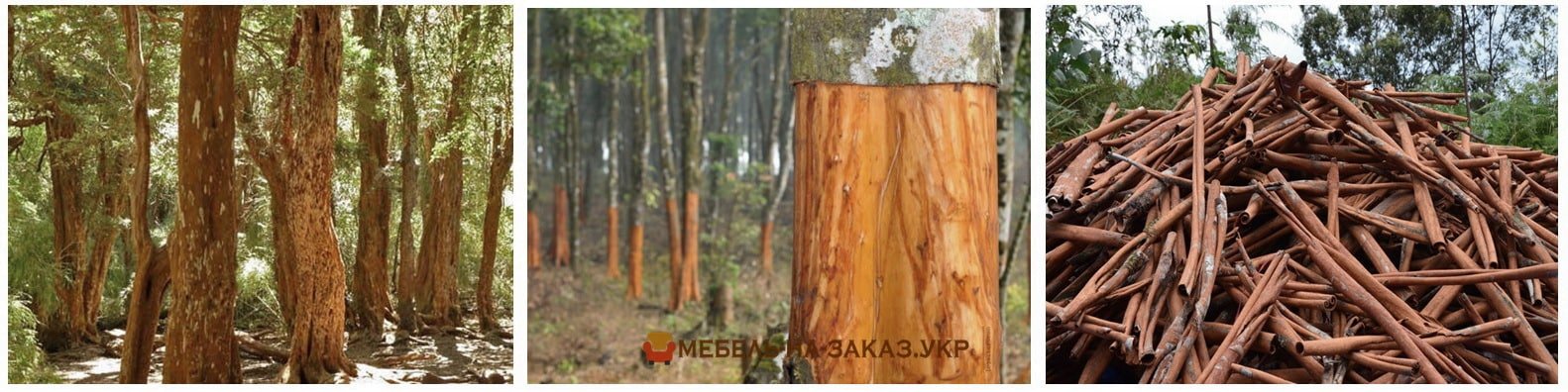 свойства дерева корицы
